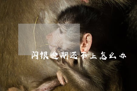 闪银逾期还不上怎么办 闪银逾期还不上怎么办