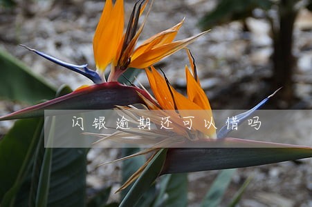 闪银逾期还可以借吗 闪银逾期还可以借吗