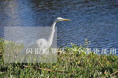 闪银逾期还完全部还能用吗 闪银逾期还完全部还能用吗
