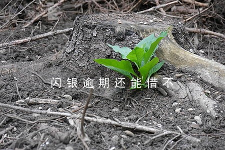 闪银逾期还能借不 闪银逾期还能借不