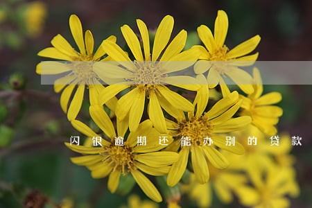 闪银逾期还能办别的贷款吗 闪银逾期还能办别的贷款吗