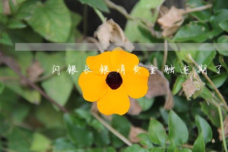 闪银长银消费金融逾期了四天 闪银长银消费金融逾期了四天