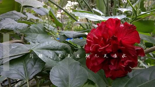 闪银闪花花逾期几天催收 闪银闪花花逾期几天催收