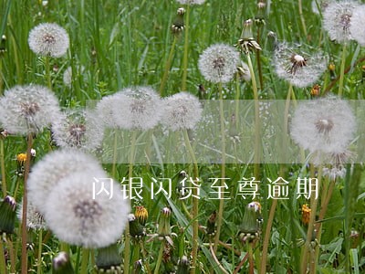闪银闪贷至尊逾期
