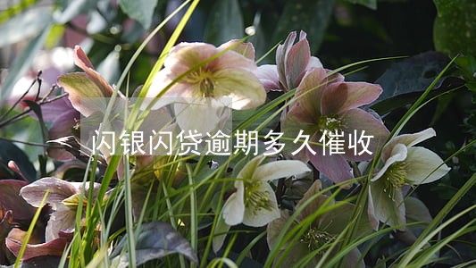 闪银闪贷逾期多久催收 闪银闪贷逾期多久催收