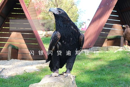 闪银闪贷逾期征信 闪银闪贷逾期征信