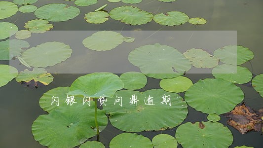 闪银闪贷问鼎逾期 闪银闪贷问鼎逾期