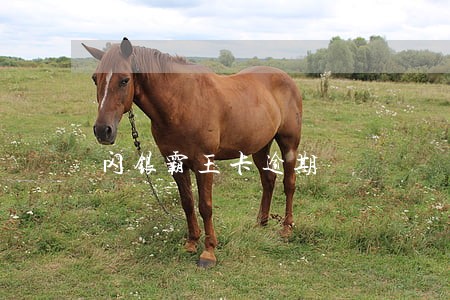 闪银霸王卡逾期