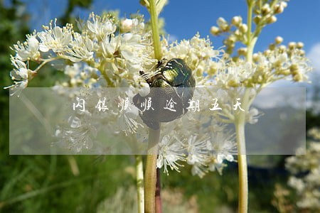 闪银顺顺逾期五天 闪银顺顺逾期五天