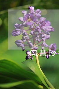 闫慧玲律师