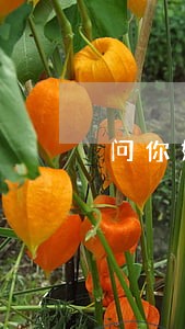 问你好律师 问你好律师
