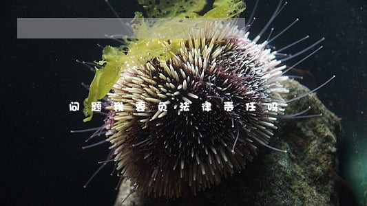 问题我要负法律责任吗 问题我要负法律责任吗