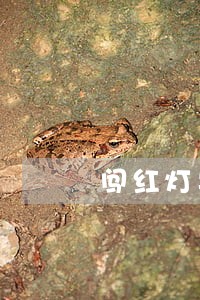 闯红灯导致别人车祸 闯红灯导致别人车祸