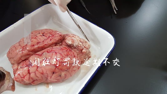闯红灯罚款逾期不交 闯红灯罚款逾期不交