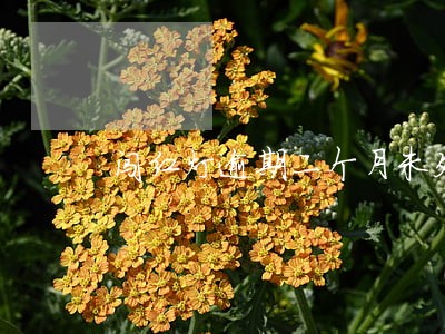 闯红灯逾期二个月未处理罚款多少 闯红灯逾期二个月未处理罚款多少
