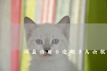 闲鱼信用卡逾期多久会被立案 闲鱼信用卡逾期多久会被立案