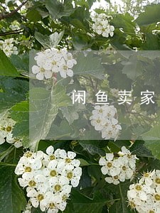闲鱼卖家逾期未处理退款 闲鱼卖家逾期未处理退款