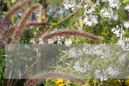 闲鱼拍卖