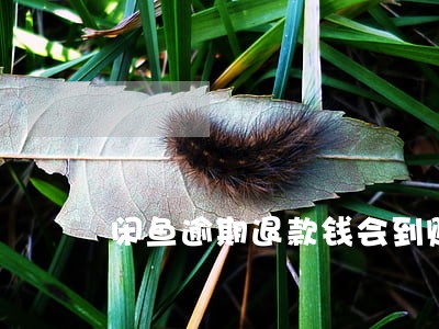 闲鱼逾期退款钱会到账吗 闲鱼逾期退款钱会到账吗