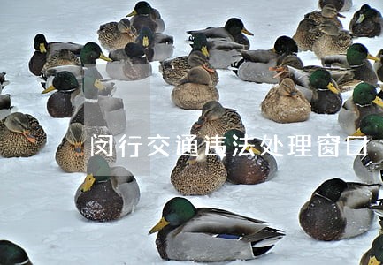闵行交通违法处理窗口