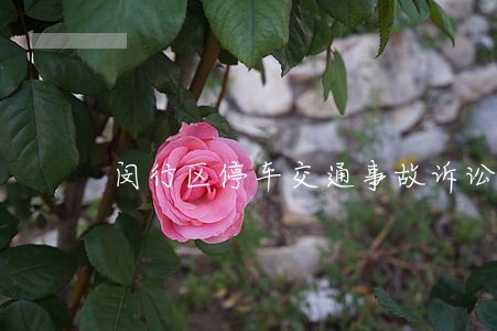 闵行区停车交通事故诉讼期限 闵行区停车交通事故诉讼期限