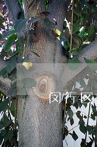 闵行区免费法律咨询推荐