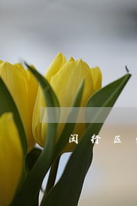 闵行区劳动仲裁纠纷律师分析 闵行区劳动仲裁纠纷律师分析