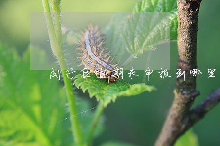 闵行区逾期未申报到哪里办理