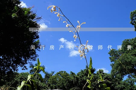 闵行房产纠纷律师代理费