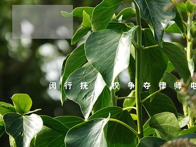 闵行抚养权争夺律师电话咨询 闵行抚养权争夺律师电话咨询