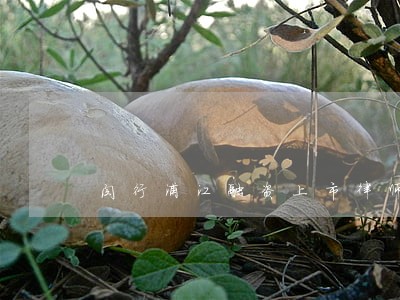 闵行浦江融资上市律师 闵行浦江融资上市律师