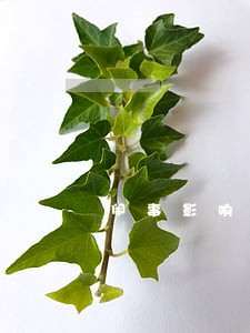 闹事影响办公
