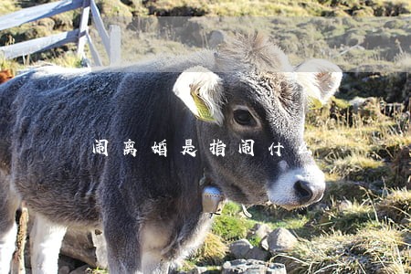闹离婚是指闹什么