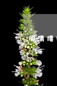 闽清债务律师要多少钱 闽清债务律师要多少钱