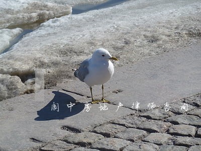 阆中房地产律师咨询