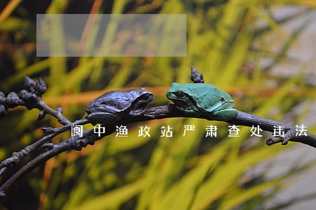 阆中渔政站严肃查处违法捕捞行为 阆中渔政站严肃查处违法捕捞行为