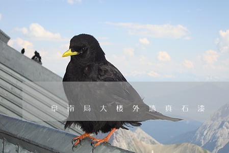 阜南局大楼外墙真石漆 阜南局大楼外墙真石漆
