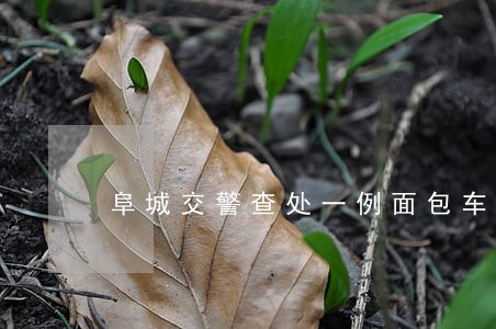 阜城交警查处一例面包车超员违法