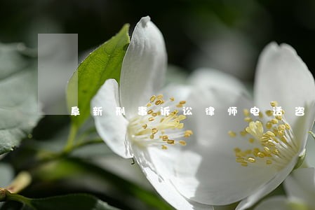 阜新刑事诉讼律师电话咨询 阜新刑事诉讼律师电话咨询