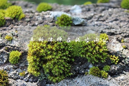 阜新律师在线咨询记录