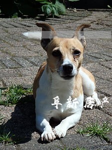 阜新房产继承纠纷律师 阜新房产继承纠纷律师