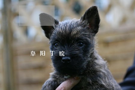阜阳丁皖