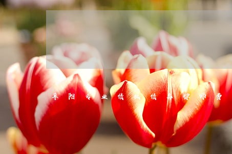 阜阳专业债权债务律师费用