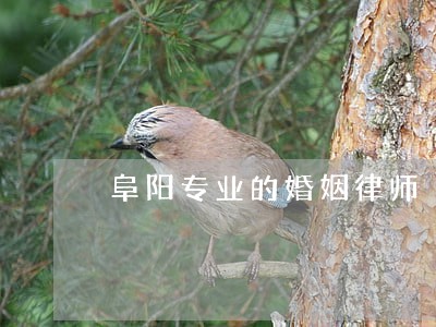 阜阳专业的婚姻律师 阜阳专业的婚姻律师
