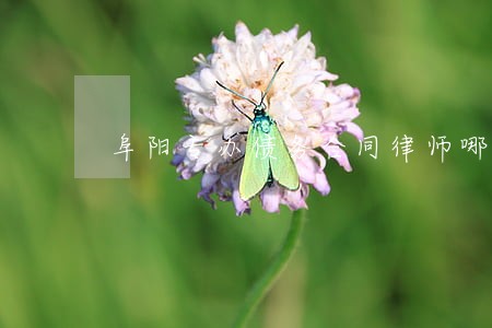 阜阳专办债务合同律师哪个好 阜阳专办债务合同律师哪个好
