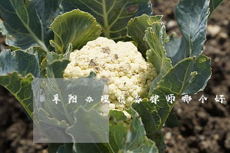 阜阳办理债务律师哪个好 阜阳办理债务律师哪个好
