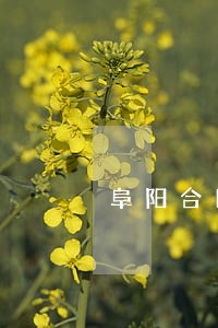 阜阳合同纠纷专业律师 阜阳合同纠纷专业律师