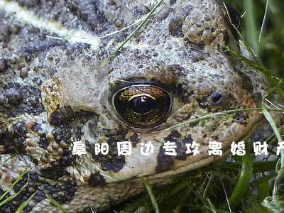 阜阳周边专攻离婚财产律师 阜阳周边专攻离婚财产律师
