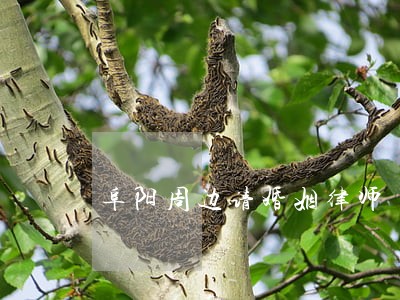 阜阳周边请婚姻律师 阜阳周边请婚姻律师