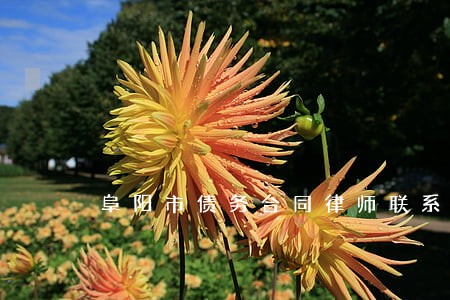 阜阳市债务合同律师联系方式 阜阳市债务合同律师联系方式